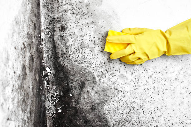 Best Asbestos and Lead Testing During Mold Inspection  in Canadian, TX